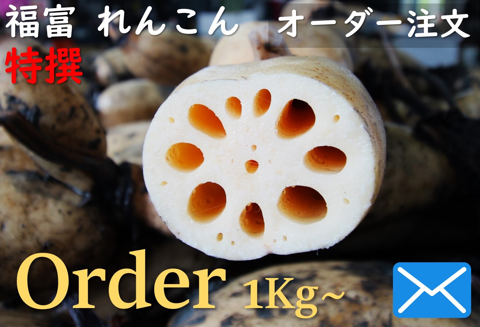 （MailでOrder）福富 れんこん オーダー注文 特撰 1Kg～